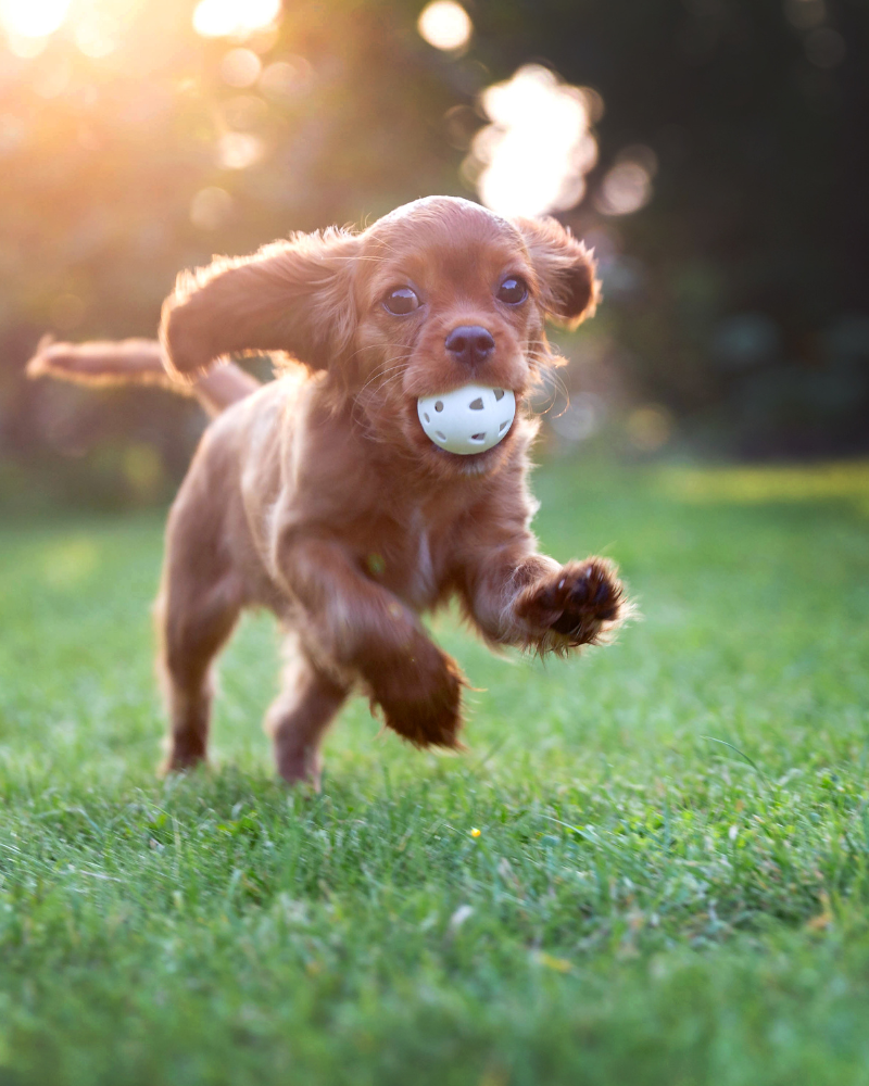 5 Time-Saving Tips for Busy Pet Owners