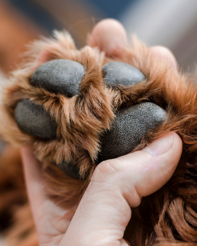 Paw Cleansing Foam