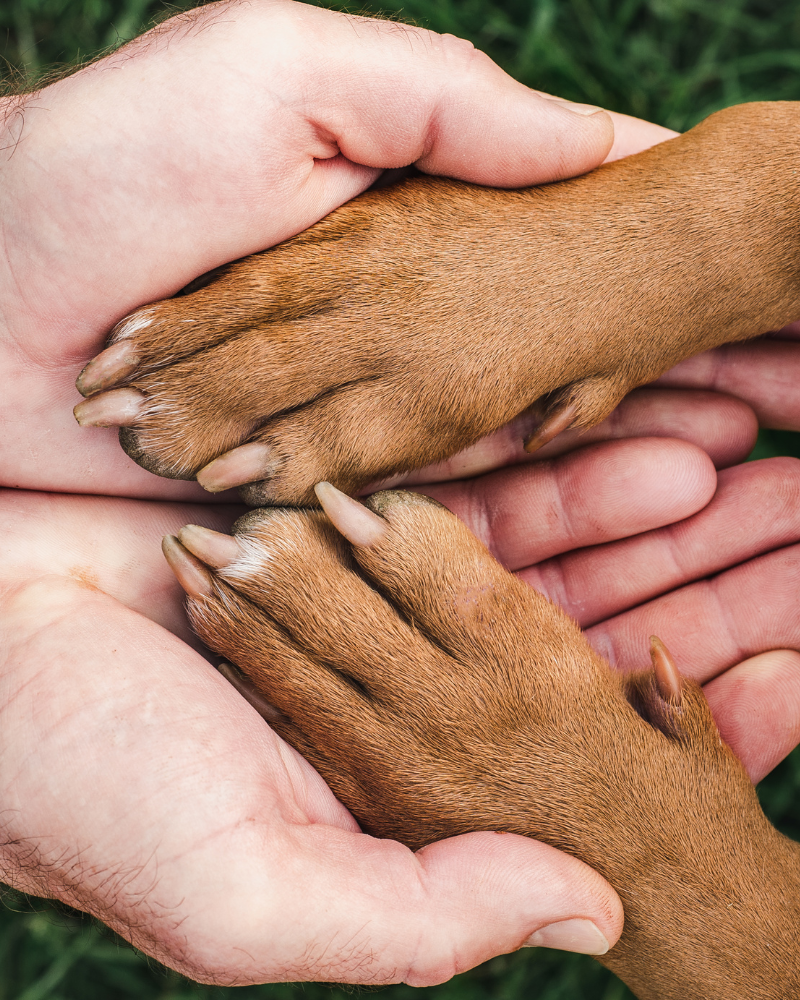 5 Homemade Remedies for Irritated Paws