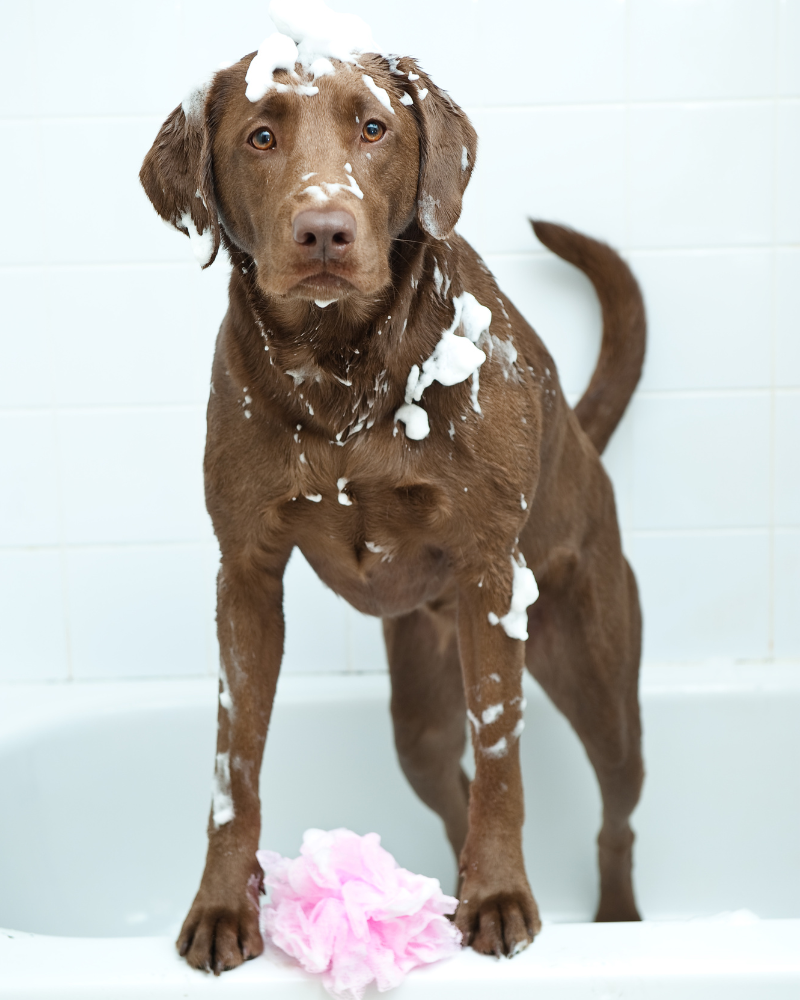 Pet Wipes or Cleansers: Which one is More Effective?